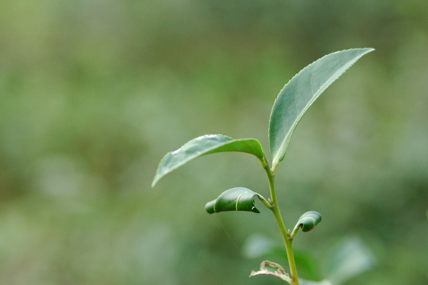 茶品牌营销策划